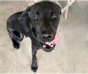Labrador Retriever Dogs for adoption in Houston, TX, USA