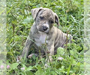 American Pit Bull Terrier-Unknown Mix Dogs for adoption in Brewster, NY, USA