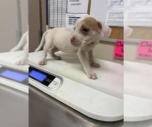 American Pit Bull Terrier-Unknown Mix Dogs for adoption in Conroe, TX, USA