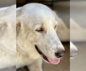 Great Pyrenees Dogs for adoption in Houston, TX, USA