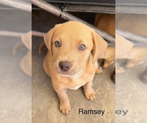 Unknown-Vizsla Mix Dogs for adoption in Cave Creek, AZ, USA