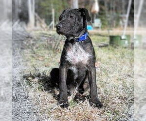 Mutt Dogs for adoption in Rutherfordton, NC, USA