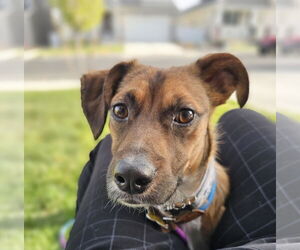 Chihuahua-Unknown Mix Dogs for adoption in Sandy, UT, USA