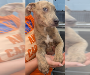 Mutt Dogs for adoption in Evansville, IN, USA