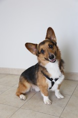 Pembroke Welsh Corgi Dogs for adoption in Eden Prairie, MN, USA