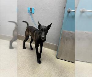 Mutt Dogs for adoption in Las Vegas, NV, USA