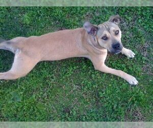 American Staffordshire Terrier-Boxer Mix Dogs for adoption in Grapevine, TX, USA