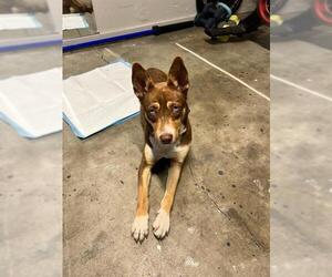 Mutt Dogs for adoption in Stockton, CA, USA