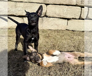 German Shepherd Dog-Unknown Mix Dogs for adoption in MIDWAY, UT, USA