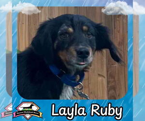 Dachshund-Unknown Mix Dogs for adoption in San Antonio, TX, USA