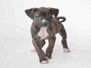 Bullboxer Pit Dogs for adoption in Jackson, CA, USA