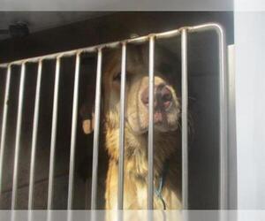 Golden Retriever Dogs for adoption in Oklahoma City, OK, USA