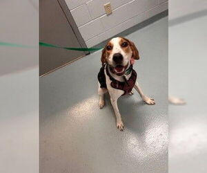 American Foxhound-Unknown Mix Dogs for adoption in St. Cloud, FL, USA