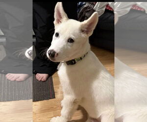 - Mix Dogs for adoption in Mt. Laurel, NJ, USA