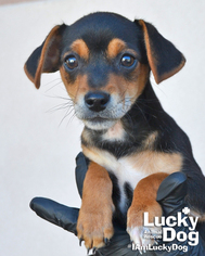 Dachshund Dogs for adoption in Washington, DC, USA