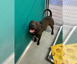 Mastador Dogs for adoption in Norfolk, VA, USA
