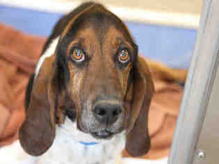 Basset Hound Dogs for adoption in Denver, CO, USA