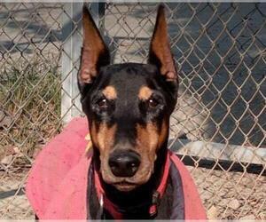 Doberman Pinscher Dogs for adoption in San Ramon, CA, USA
