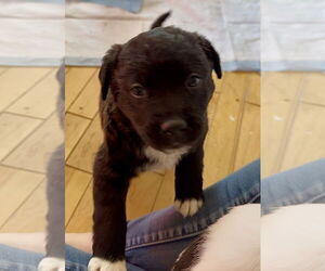 Shepradors Dogs for adoption in Princeton, MN, USA