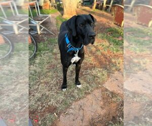 Great Dane Dogs for adoption in Bullard, TX, USA