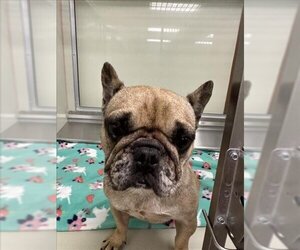 French Bulldog Dogs for adoption in Upland, CA, USA