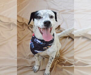 Mutt Dogs for adoption in McKinney, TX, USA