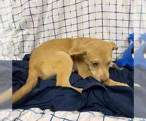Bassetdor Dogs for adoption in Modesto, CA, USA
