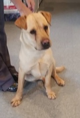 Chinese Shar-Pei-Labrador Retriever Mix Dogs for adoption in Marion, KY, USA