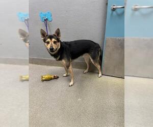 German Shepherd Dog-Unknown Mix Dogs for adoption in Las Vegas, NV, USA