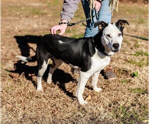 American Staffordshire Terrier-Labrador Retriever Mix Dogs for adoption in Sparta, TN, USA