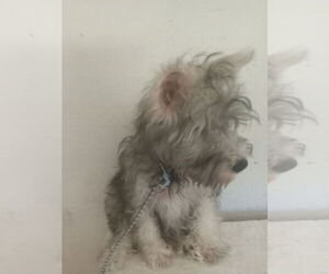 - Mix Dogs for adoption in Bonifay, MO, USA