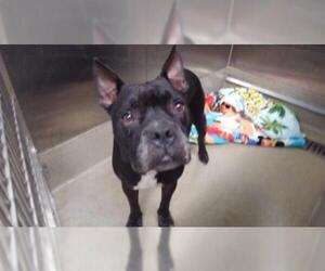 Faux Frenchbo Bulldog Dogs for adoption in Fort Lauderdale, FL, USA