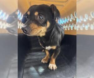 Chihuahua-Unknown Mix Dogs for adoption in San Martin, CA, USA