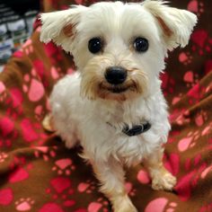 Maltese Dogs for adoption in FAIRLAWN, OH, USA