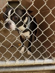 Boston Terrier Dogs for adoption in Tuscumbia, AL, USA