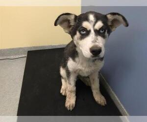 Siberian Husky-Unknown Mix Dogs for adoption in Orange, CA, USA