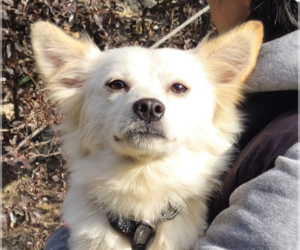 Mutt Dogs for adoption in San Ramon, CA, USA