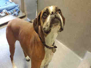 Boxer Dogs for adoption in Rancho Cucamonga, CA, USA