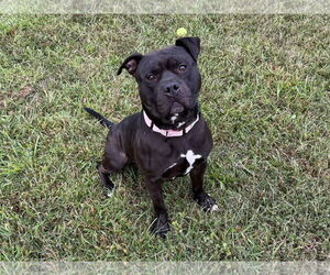American Pit Bull Terrier-Unknown Mix Dogs for adoption in Millersville, MD, USA