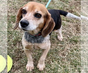 Beagle Dogs for adoption in Batavia, OH, USA