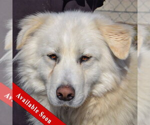 Great Pyrenees Dogs for adoption in Huntley, IL, USA