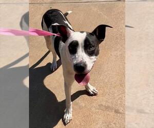 American Pit Bull Terrier-Labrador Retriever Mix Dogs for adoption in Pearland, TX, USA