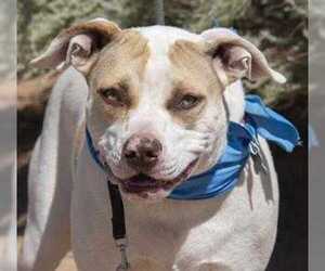 American Pit Bull Terrier-Unknown Mix Dogs for adoption in Rio Rancho, NM, USA