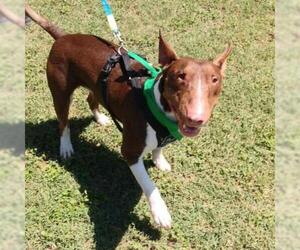 Bull Terrier Dogs for adoption in Von Ormy, TX, USA