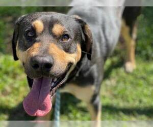 Black Mouth Cur Dogs for adoption in St. Cloud, FL, USA