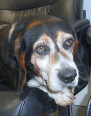 Basset Hound Dogs for adoption in West Columbia, SC, USA