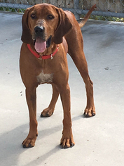 Redbone Coonhound Dogs for adoption in Shaftsbury, VT, USA