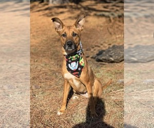German Shepherd Dog-Unknown Mix Dogs for adoption in Holly Springs, NC, USA