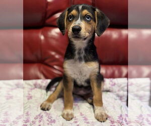 Beagle-Unknown Mix Dogs for adoption in Des Moines, IA, USA