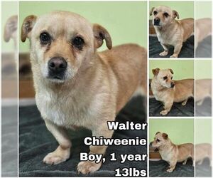 Chiweenie Dogs for adoption in Seattle, WA, USA